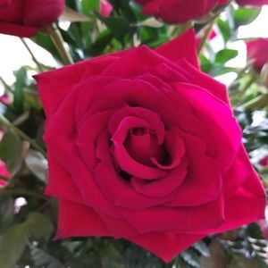 Meet your Posher, Karen